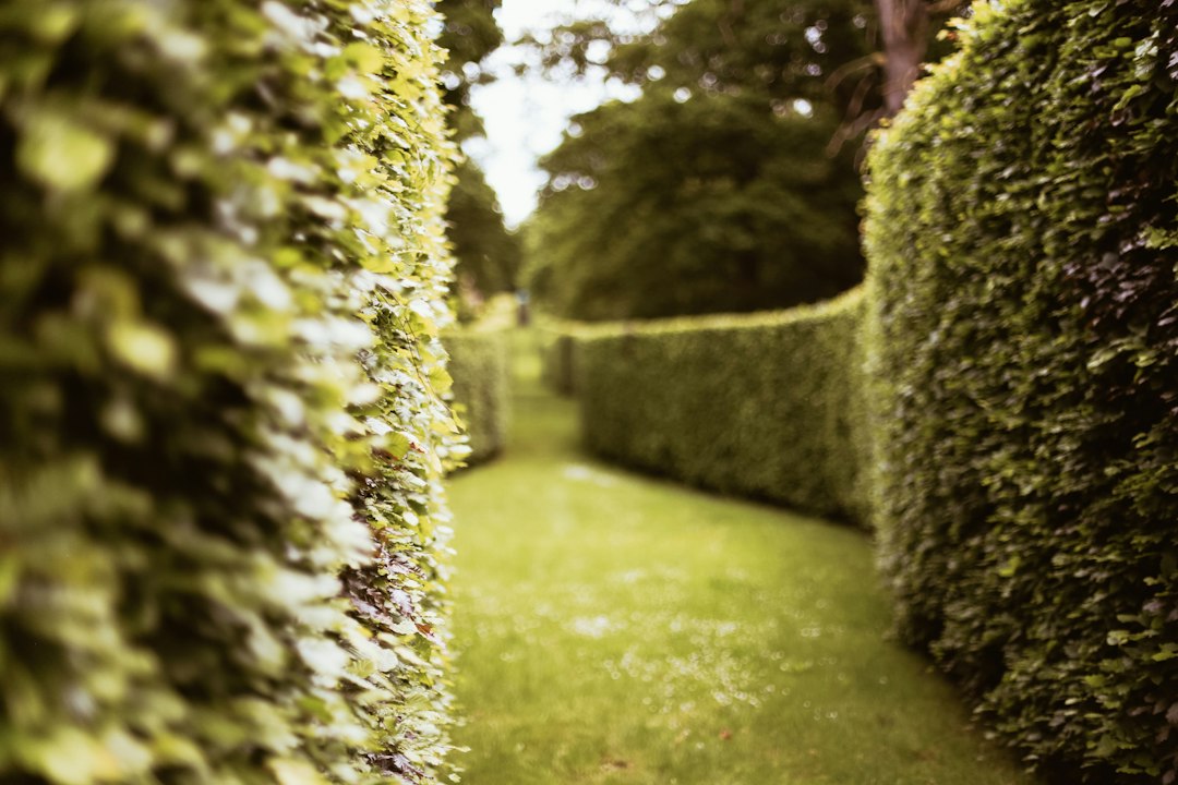 Planter près de la limite : ce que dit vraiment l'article 671